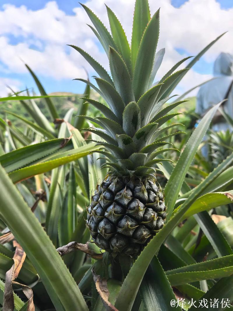 畅享无限精彩，菠萝视频在线等你体验