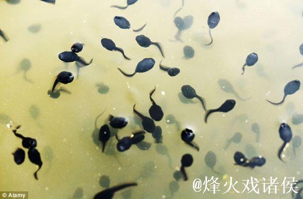 好好热窝蝌蚪免费观看视频