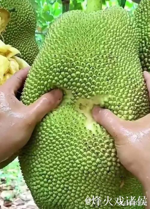 菠萝蜜视频播放器:开启多彩视界之旅 菠萝蜜视频播放器:开启多彩视界之旅